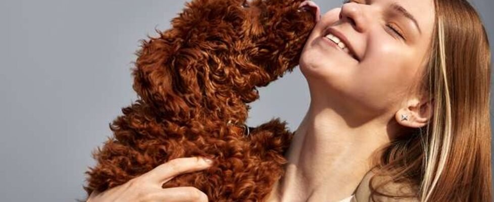A young pretty blonde girl hugs her pet red toy poodle and smiles. The dog licks its owner. Love and affection for pets.