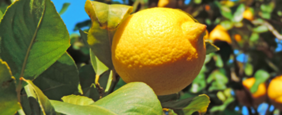 limón-cítricos