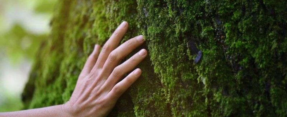 DKV Dosis de Naturaleza