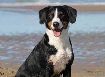 santévet-vacaciones-perro