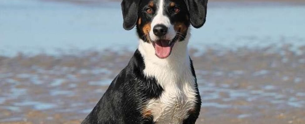 santévet-vacaciones-perro