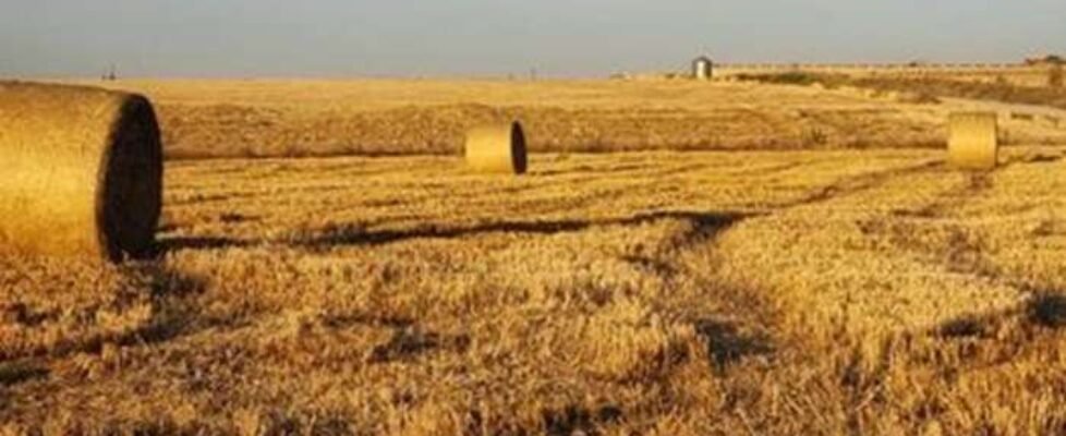 enesa-agroseguro-planes seguros agrarios 2024