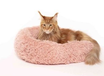 Santevet seguro gatos que viven enn casa