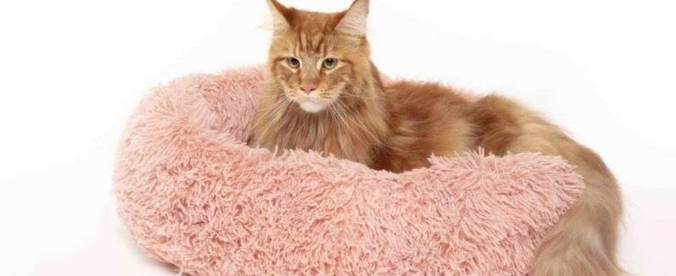 Santevet seguro gatos que viven enn casa