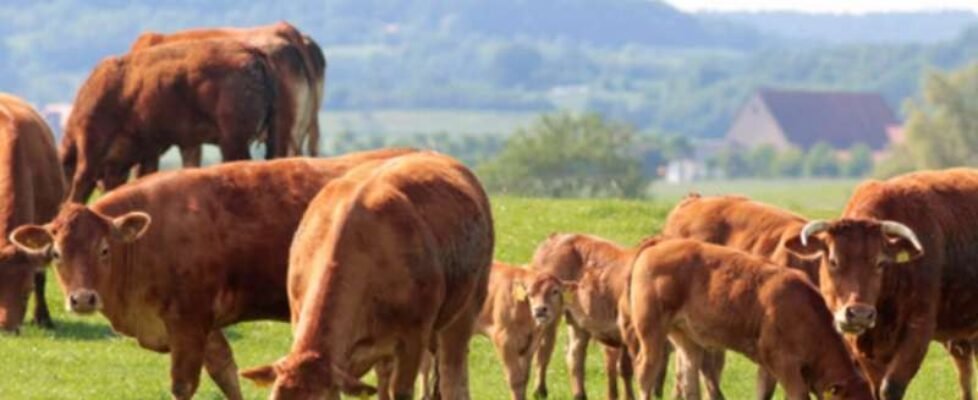 agroseguro-plan-seguros pecuarios