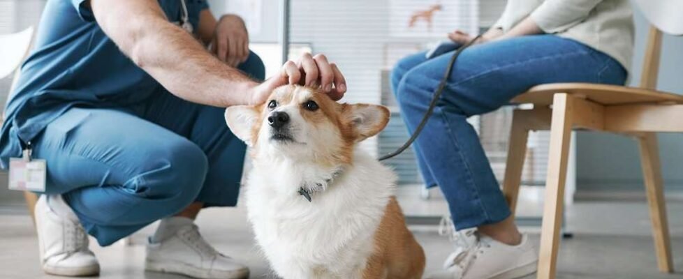 Cute,Fluffy,Welsh,Pembroke,Corgi,Dog,Enjoying,Cuddle,Of,Vet