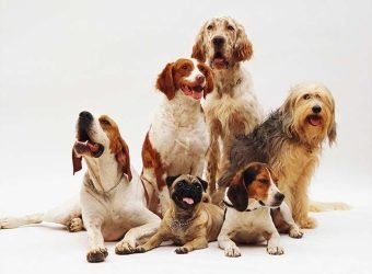 Beautiful shot of different dog breeds resting on a white surface with a white background