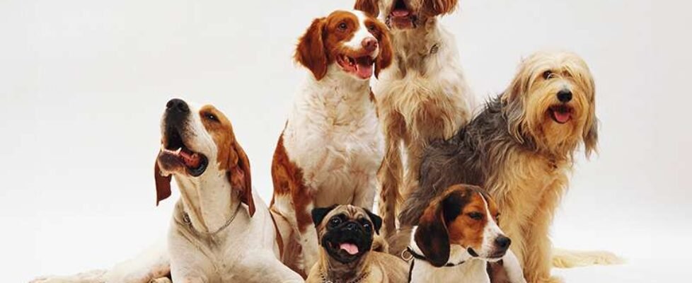 Beautiful shot of different dog breeds resting on a white surface with a white background