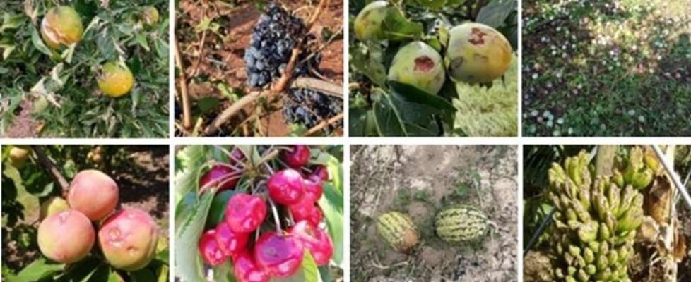 siniestros por pedrisco sobre producciones agricolas