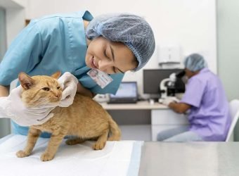 veterinario mascotas