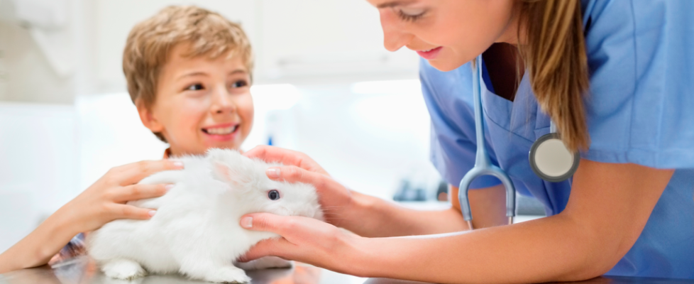 petplan_conejo_veterinaria