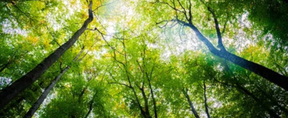 Serfiex sostenibilidad DGSFP