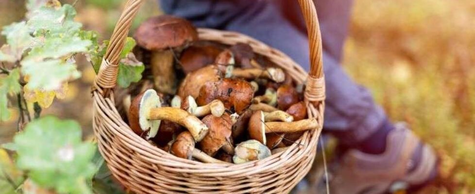 ARAG Recolectar setas