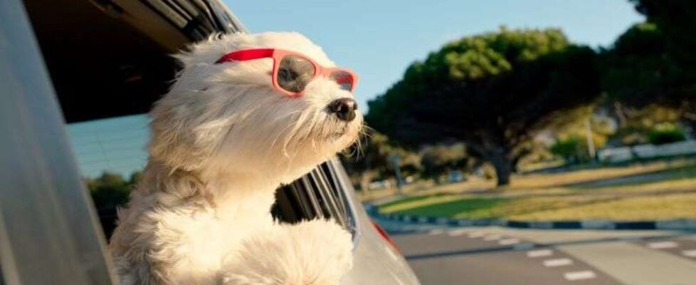 Asisa pack salud_mascotas