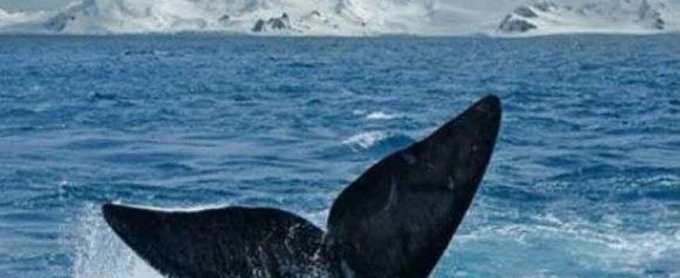 Iris Reto Pelayo Vida