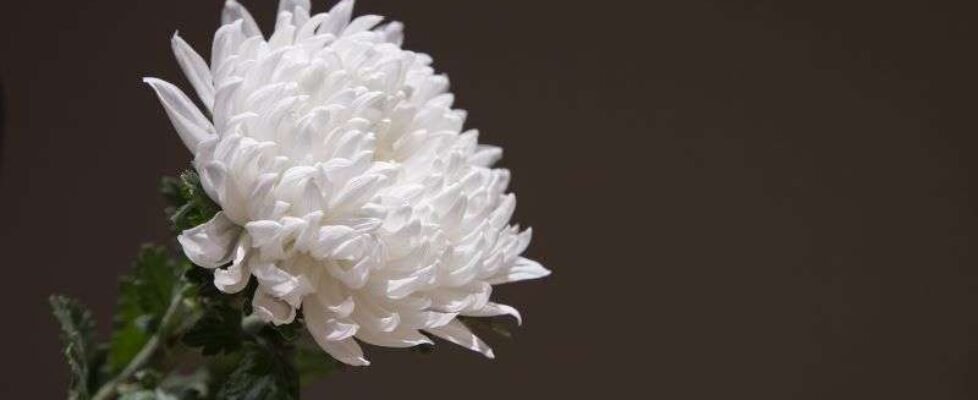 Defunción, crisantemo - gratuita