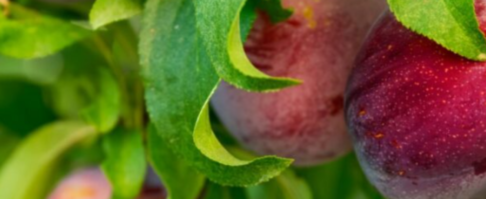 Agroseguro ciruela - nueva