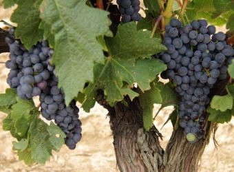 Agroseguro uva-de-vino