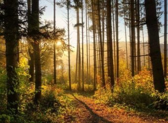 Sostenibilidad, bosque - gratuita