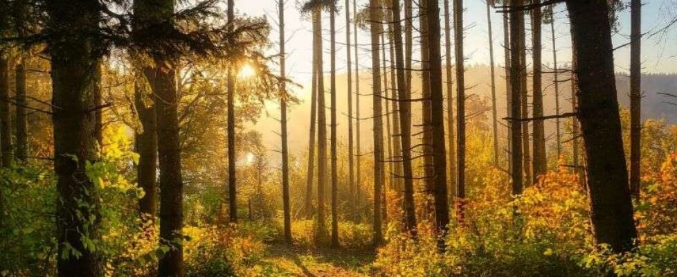 Sostenibilidad, bosque - gratuita