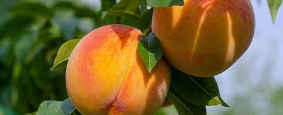 melocotones-fruta-gratuita