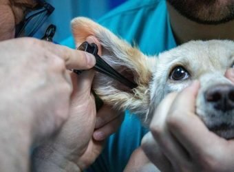 mascota-animal-veterinario-gratuita