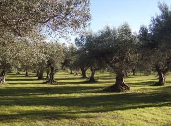 olivo-olivar-gratuita