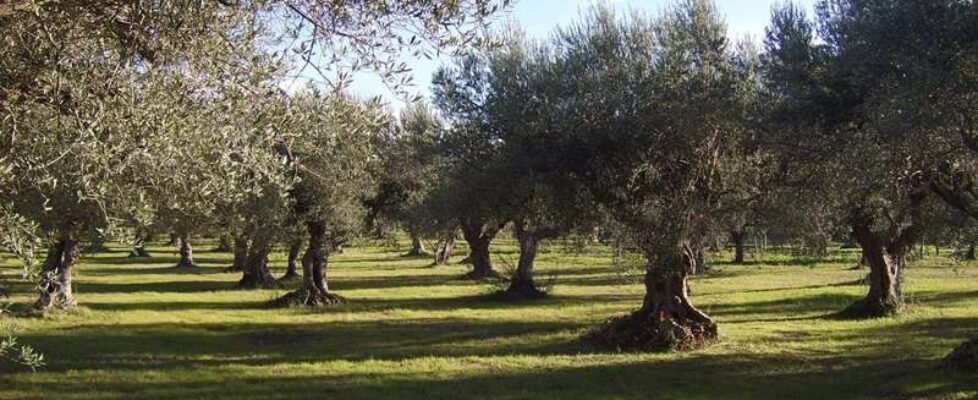 olivo-olivar-gratuita