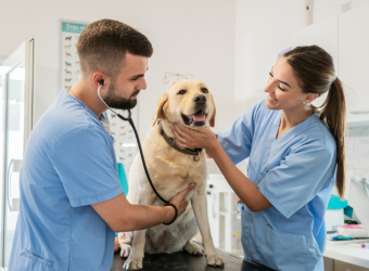 Acuerdo Vetland & Centauro