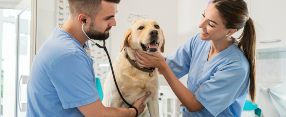 Acuerdo Vetland & Centauro