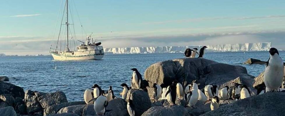 expedicion csic unespa-gripe aviar-velero Australis en la Antártida