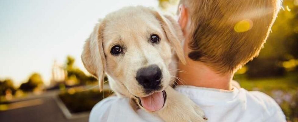 perro-mascota-gratuita