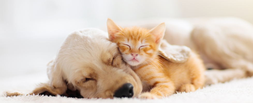 Confianza red Vetland Assistance