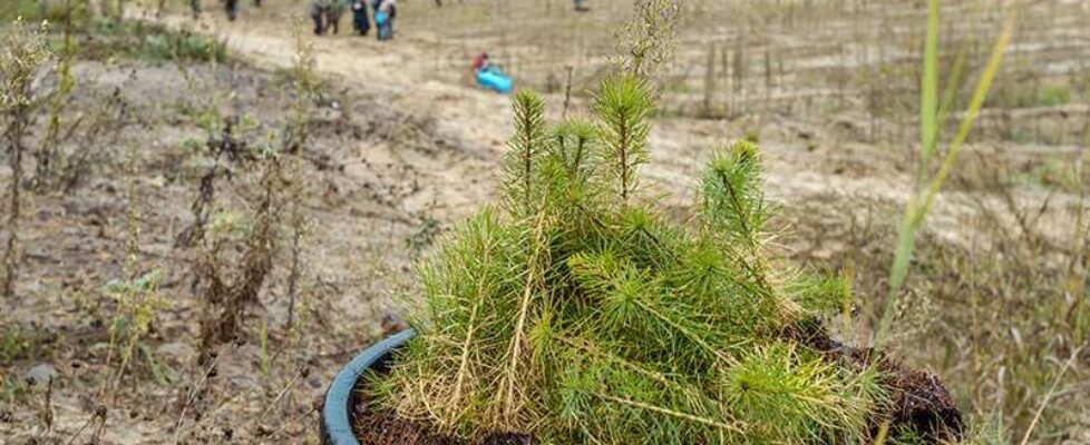 Mapfre planta 465 árboles para compensar la huella de carbono de su última Junta de Accionistas