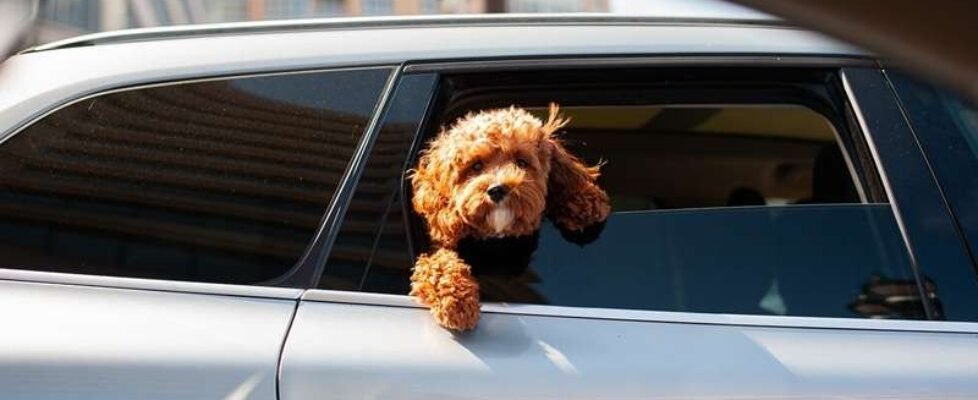 coche-mascota-perro-vacaciones-movilidad-gratuita
