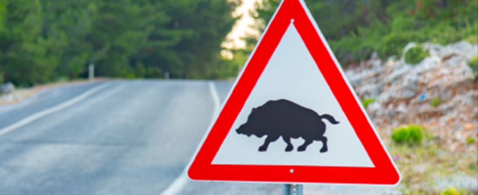 estudio siniestralidad con animales-ponle freno 2025