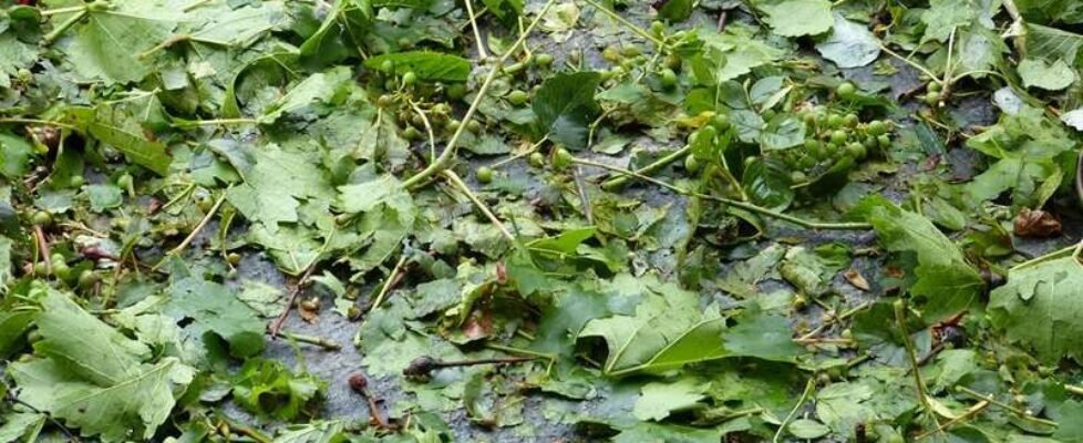 frutas-frutales-daño pedrisco-tormenta-granizo-gratuita