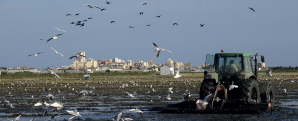 reale- proyectos medioambiente