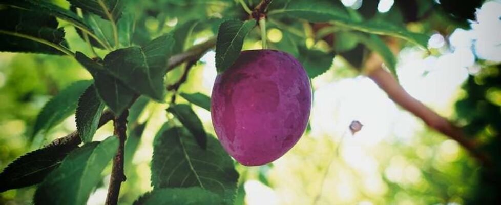 ciruela-frutales-gratuita