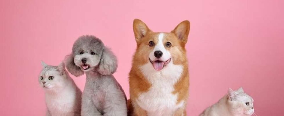 perro-gato-mascota-animales-gratuita