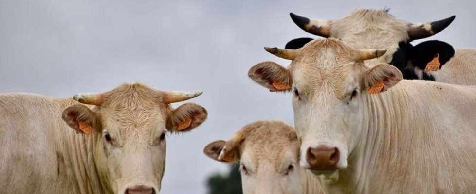 vacas-pecuarios-ganado-ganaderia-gratuita