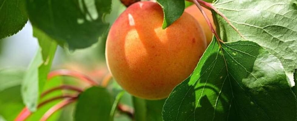 albaricoque- frutales-gratuita
