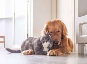 divina seguros mascotas