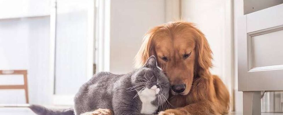 divina seguros mascotas