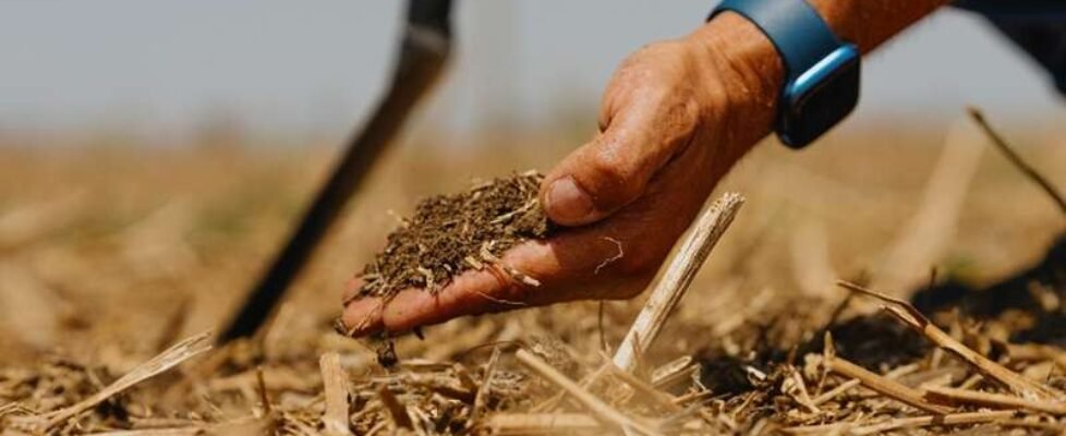 mapfre-huella carbono-proyectos biodiversidad- medio ambiente