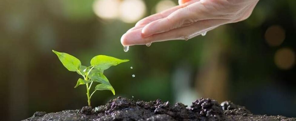 plantar arboles-medioambiental-gratuita