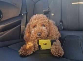 raCE mascota en coche