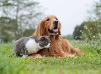 segurcaixa adeslas mascotas