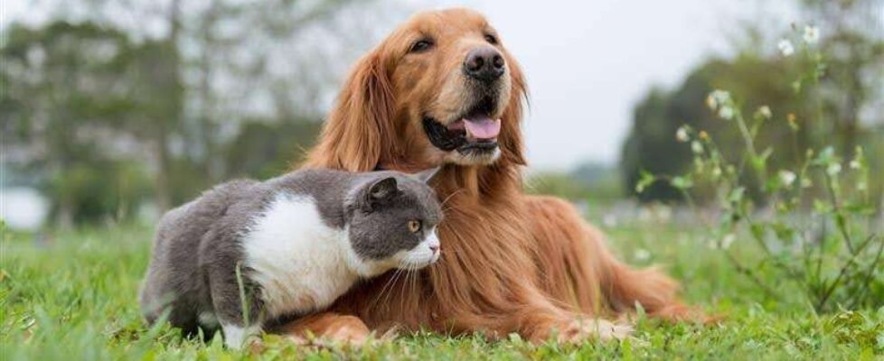 segurcaixa adeslas mascotas