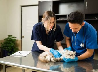 El seguro de Salud para mascotas avanza con paso firme hacia su consolidación